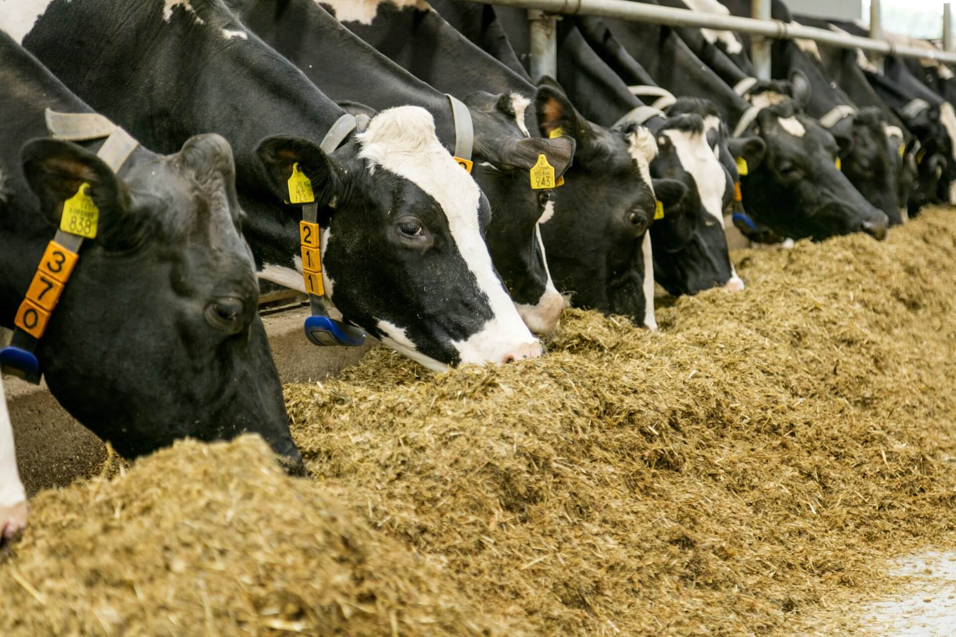 dummies care at Trouw Nutrition